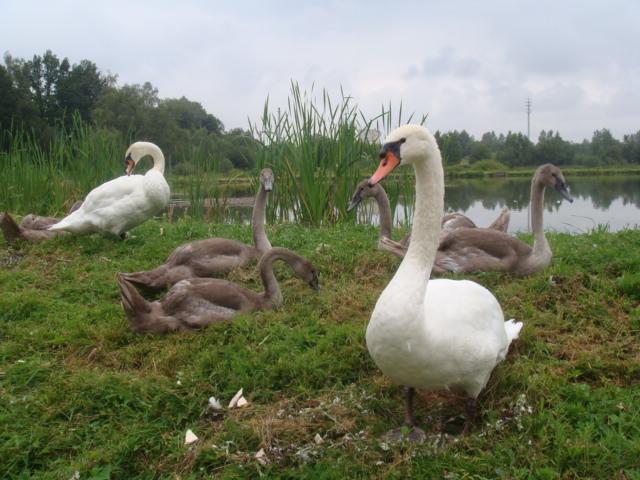 Agromurena กรีฟอฟชลาสกี ภายนอก รูปภาพ